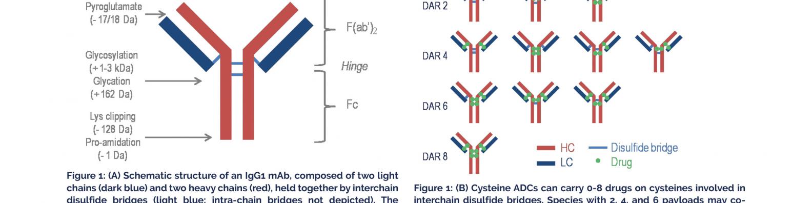 Characterisation Of Antibody-drug Conjugates By High-resolution Mass 